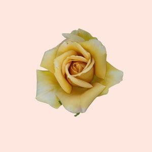 Yellow rose on a light pink background