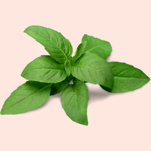 Basil Leaves