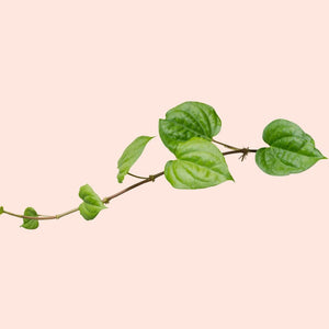 Green leafy branch on a light pink background