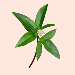 Green leafy branch with a small white flower on a light pink background