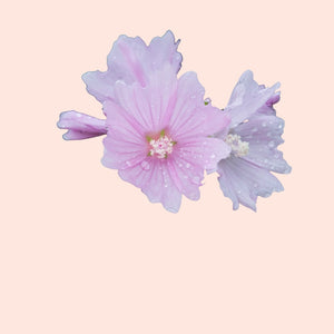 Close-up of a pink flower with a soft pink background