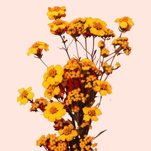 Bouquet of yellow flowers on a pink background