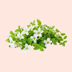 White flowers with green leaves on a light pink background