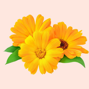 Three bright yellow flowers with green leaves on a light pink background