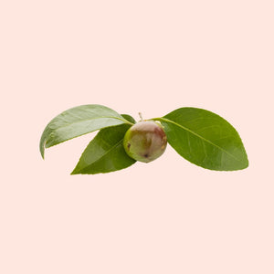 Green fruit with leaves on a beige background