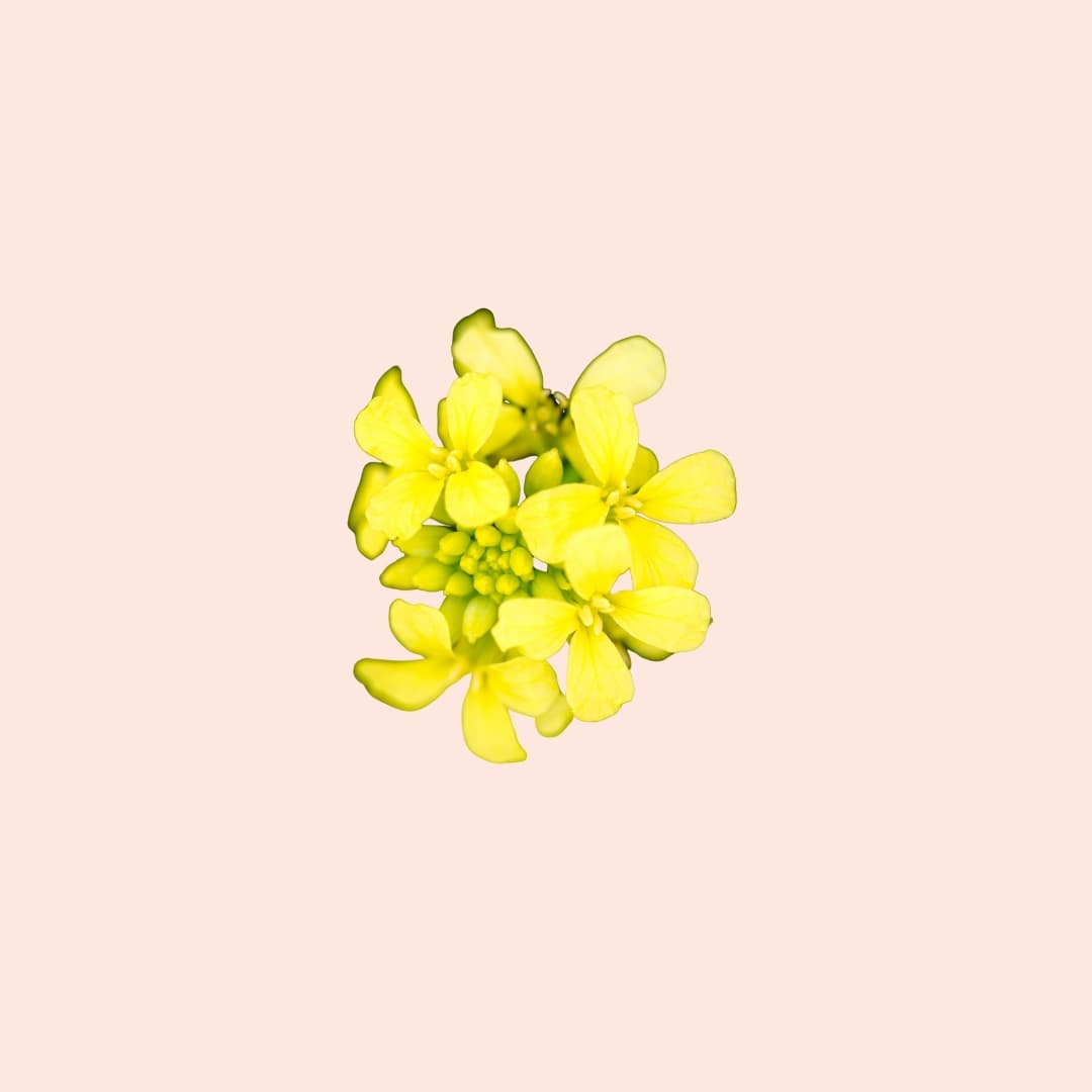 Yellow flower on a light pink background