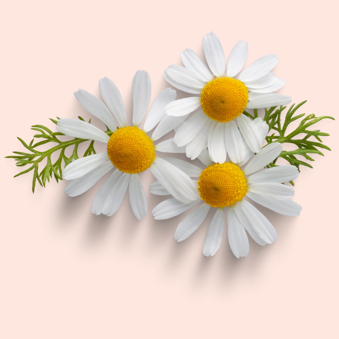 Chamomile
