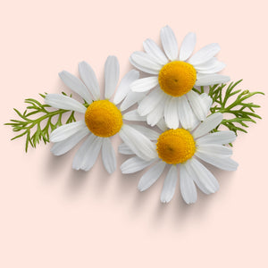 Chamomile