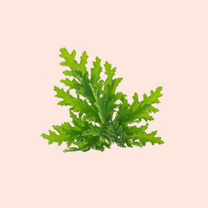 Citronella