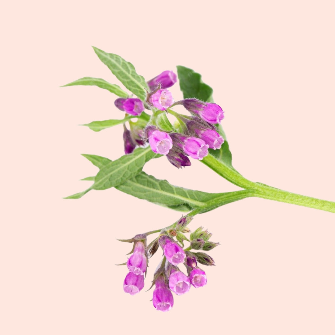 Clary Sage