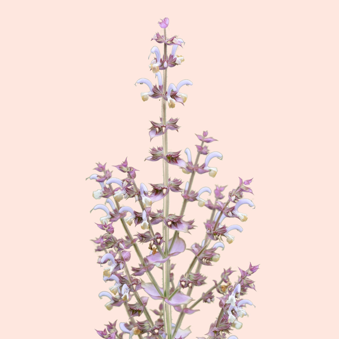 Clary Sage Fragrance Oil