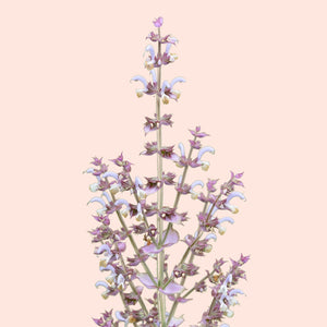 Clary Sage Flower