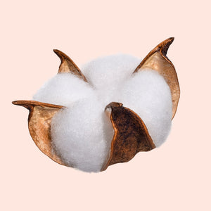 Cotton boll with brown leaves on a light pink background