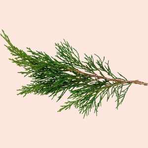Green branch on a beige background