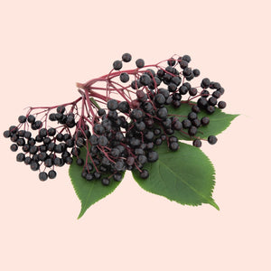 Bunch of black elderberries with green leaves on a light pink background