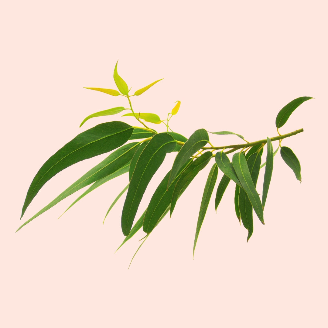 Eucalyptus
