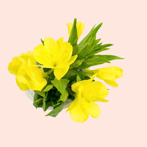 Evening Primrose