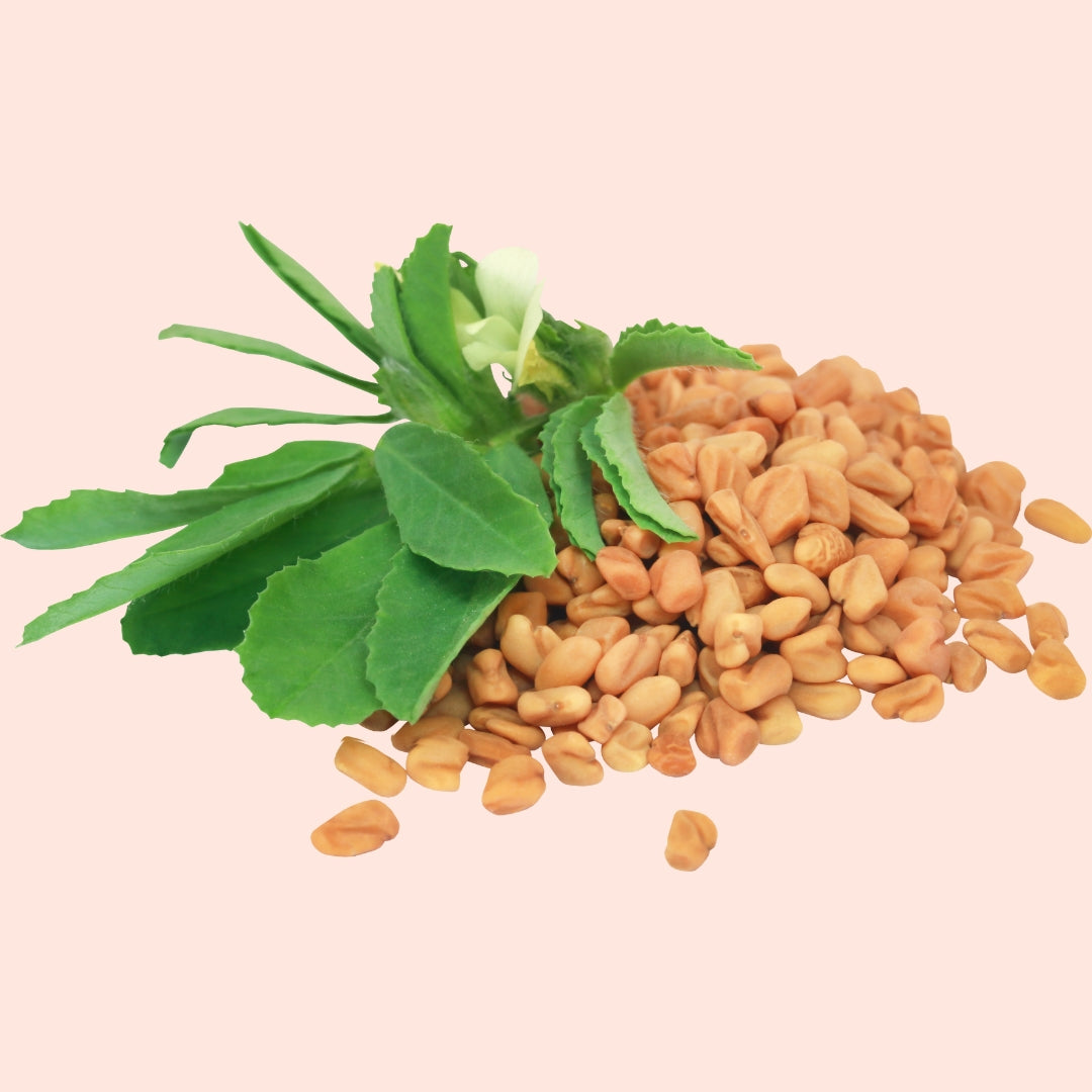 Fenugreek