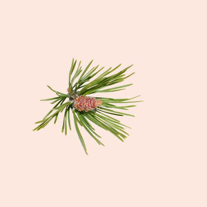 Green pine branch with a pinecone on a beige background