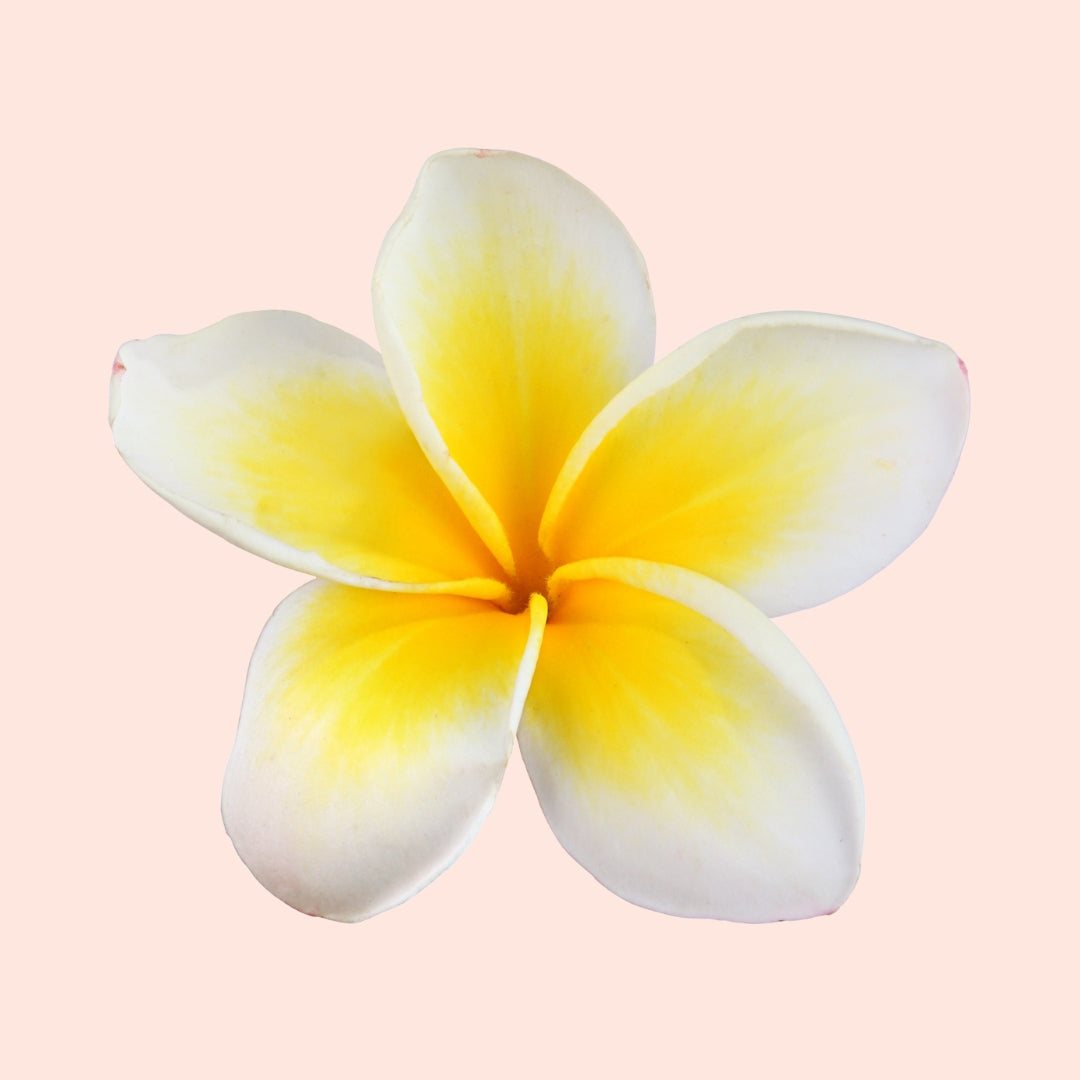 Frangipani