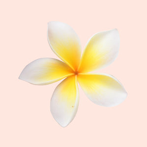 Frangipani Flowers