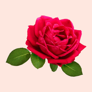A single pink rose with green leaves isolated on a white background.