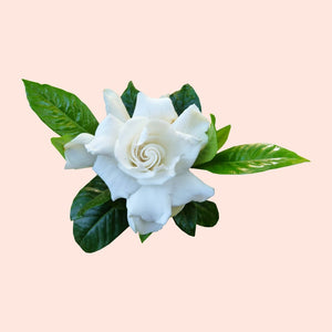 White flower with green leaves on a light pink background
