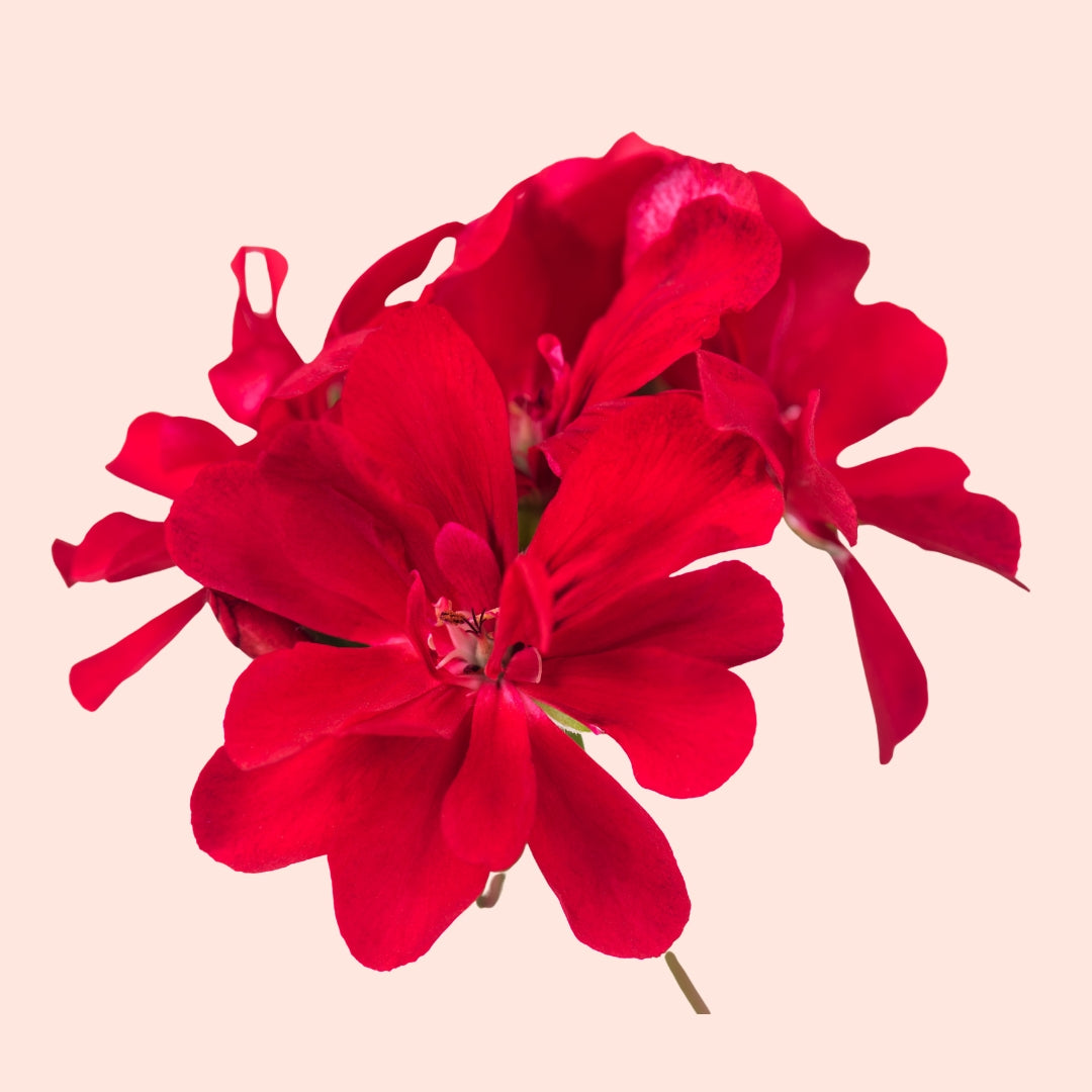 A cluster of red geranium flowers with green leaves.