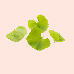 Green leaves on a light pink background
