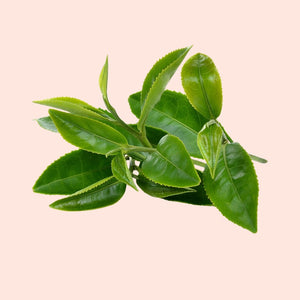 Green tea leaves on a beige background