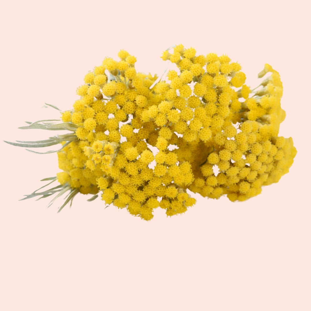 Helichrysum