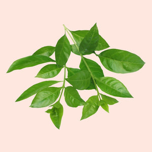 Green leaves on a beige background