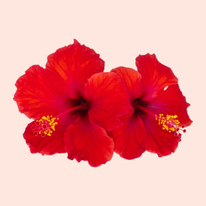 Two bright red flowers with yellow centers on a light pink background