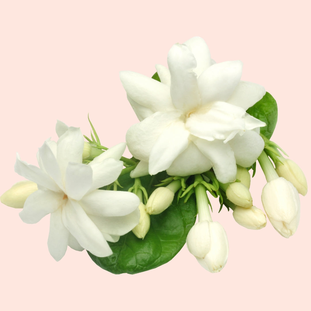 Jasmine