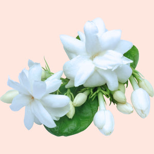 Jasmine Blossoms