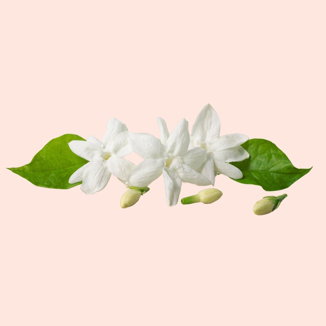Jasmine Flowers