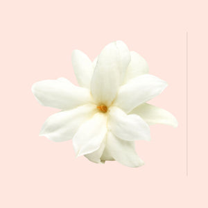 Jasmine Petals
