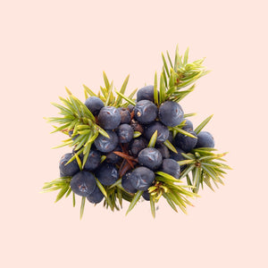 Juniper Berry