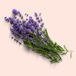 Bouquet of lavender flowers on a beige background