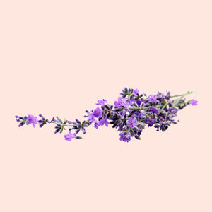 Lavender Flowers
