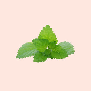 Green leaves on a light pink background