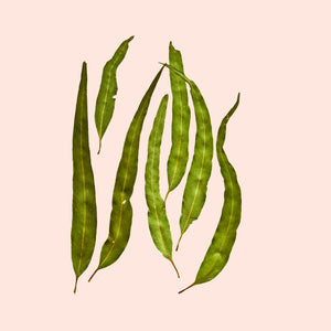 Green leaves on a beige background