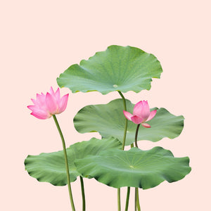Lotus
