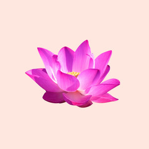 Lotus Flowers
