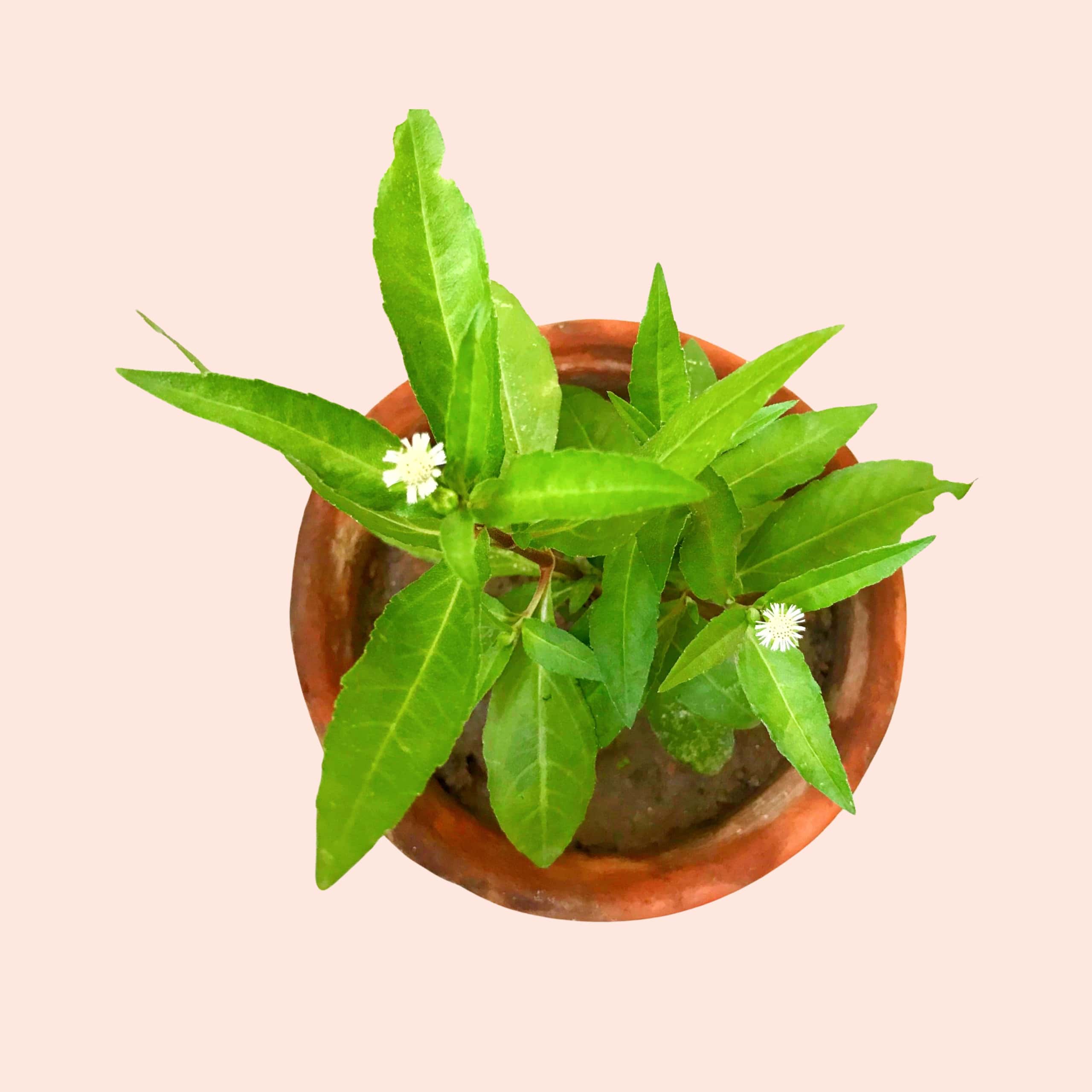 Potted plant with green leaves and small white flowers on a beige background