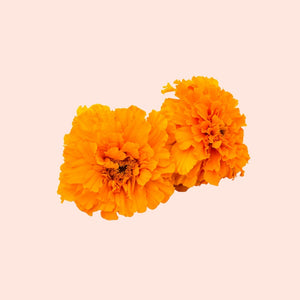 Two bright orange marigold flowers on a light pink background