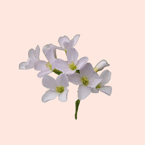 White flowers with green centers on a light pink background