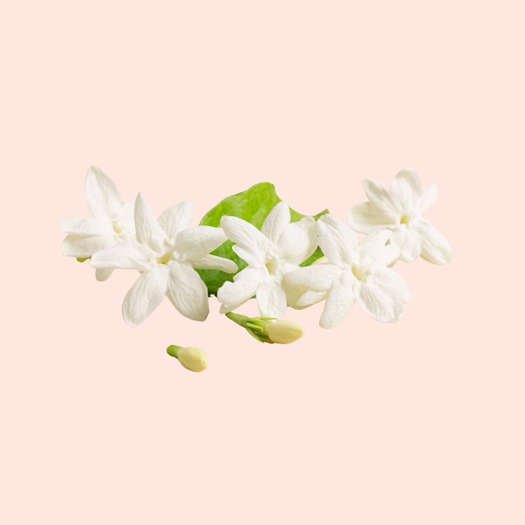 White flowers with green leaves on a light pink background