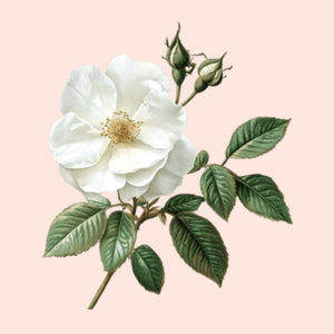 White flower with green leaves on a pink background