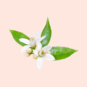Neroli Flowers